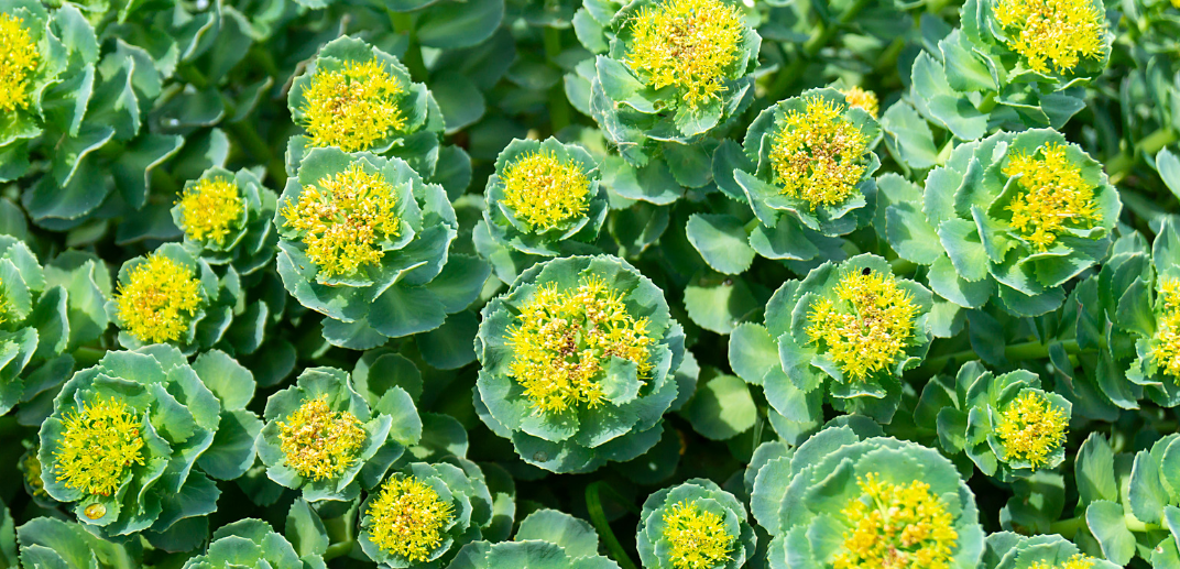 Rhodiola Rosea: Nature's Adaptogen for Stress and Energy Support
