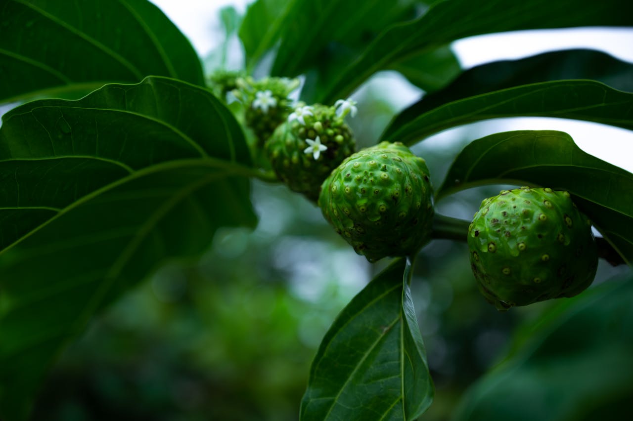 Noni: The Natural Supplement Packed with Antioxidants