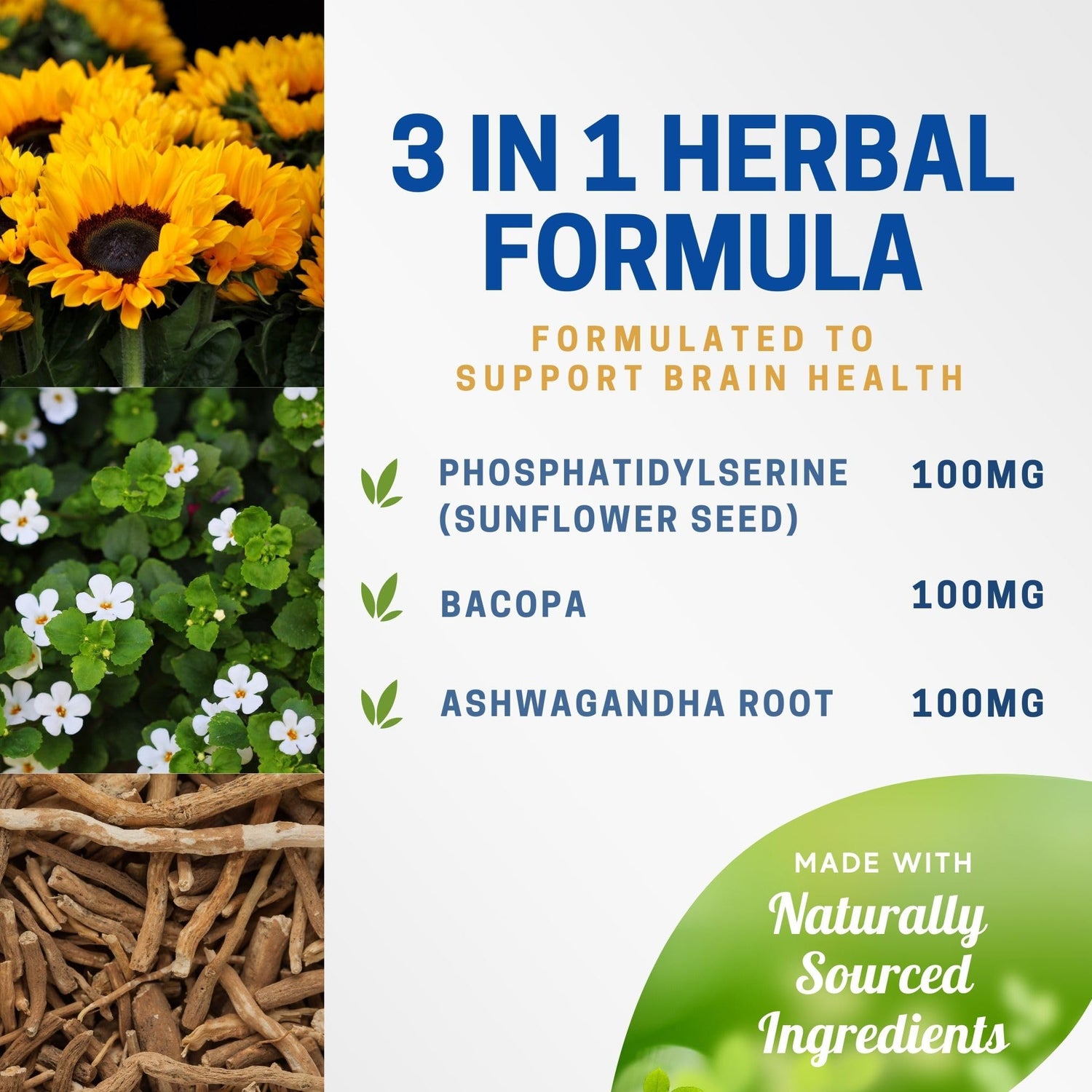 Brain PS - 90 Capsules | Brain Supplement with Phosphatidylserine, Bacopa Monnieri, and Ashwagandha - Herba