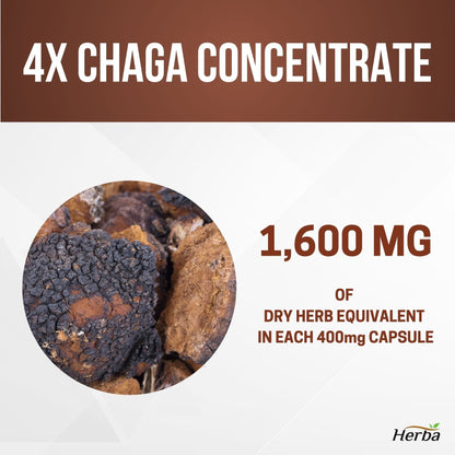 Chaga Mushroom Capsules 400mg - 120 Vegetable Capsules | 4:1 High Concentrate - Herba