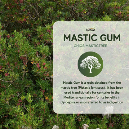 Mastic Gum 500mg - 120 Capsules | Made in Canada - Herba