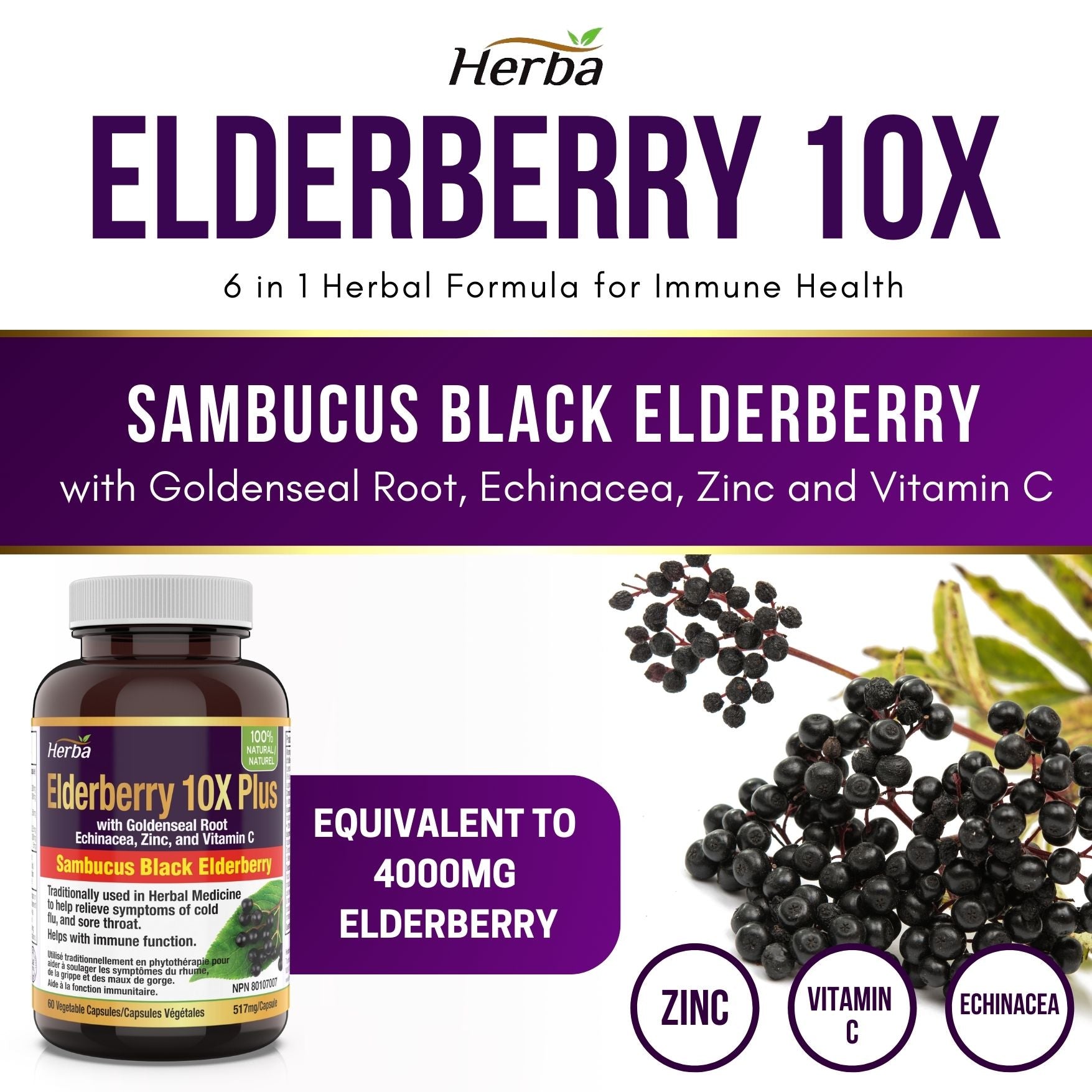 Sambucus Black Elderberry Capsules – 2,000mg Equivalent | 10:1 Extract with Echinacea and Goldenseal Root, Vitamin C, and Zinc - Herba